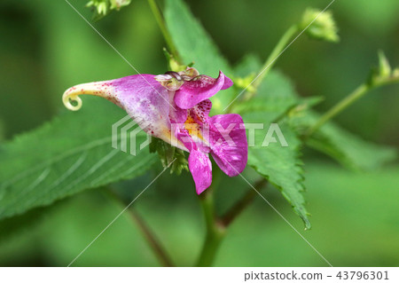 A flower waiting for bumblebees A flower waiting for bumblebees 43796301