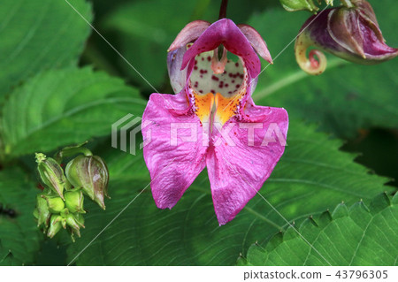 From the front of the flower of Tsuri-Fun 43796305