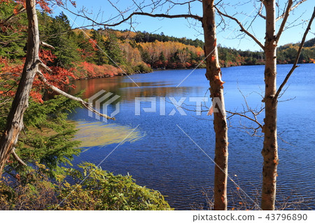 Autumn Shirakomaike in Nagano Prefecture (viewing the pond from the west) 43796890