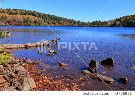 Autumn Shirakomaike and boat in Nagano Prefecture (viewing the pond from the west side) 43796938