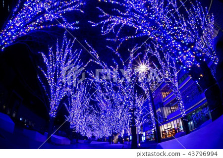 Yokohama Christmas illuminations Yokohama Christmas illuminations 43796994