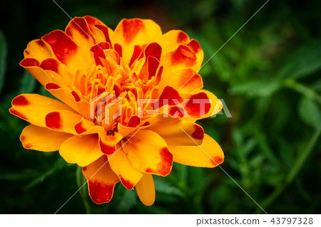 Two colored beautiful marigolds Two colored beautiful marigolds 43797328