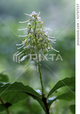 Hototsutsuji flowers getting wet in the rain-healing forest Yami Town, Fukushima Prefecture 43797557