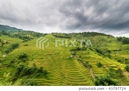 Terraces field in Hoang Su Phi 43797724