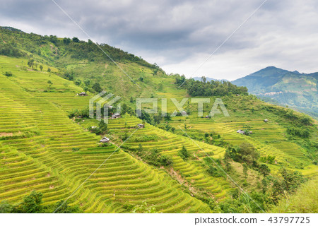 Terraces field in Hoang Su Phi 43797725
