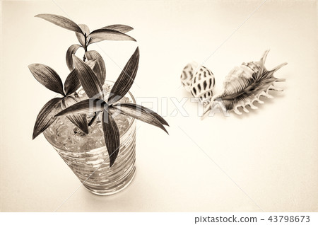 Conch and houseplant (Sepia-like) 43798673