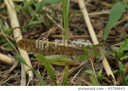 Creatures Insects Tonosamabatta, Japan's largest grasshopper. A body that blends into a sparsely grassed environment is superb Creatures Insects Tonosamabatta, Japan's largest grasshopper. A body that blends into a sparsely grassed environment is superb 43799643