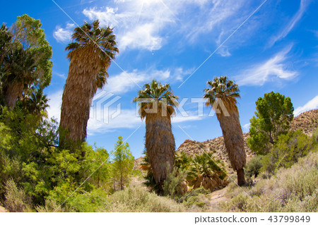 在約書亞樹國家公園的餃子 43799849