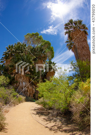 在約書亞樹國家公園的餃子 43799850