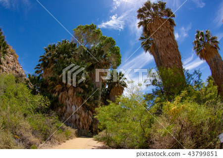 Dumplings in Joshua Tree National Park 43799851