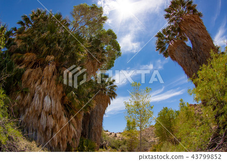 Dumplings in Joshua Tree National Park 43799852