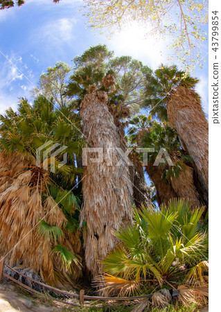 Dumplings in Joshua Tree National Park 43799854