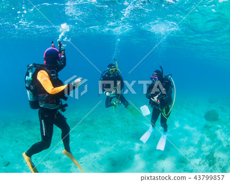 Diving course 43799857