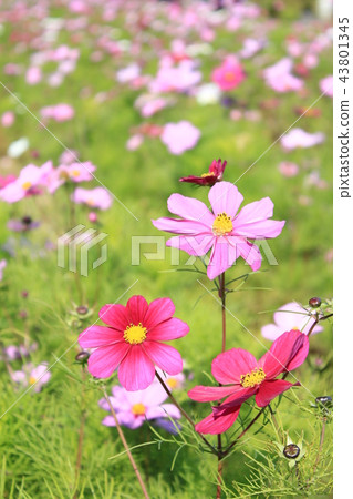 Cosmos 43801345