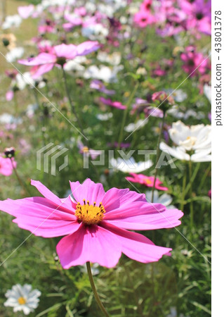 Cosmos Cosmos 43801378