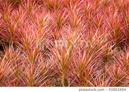 red leaf decoration garden for background 43801604