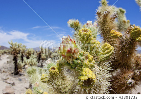 Plants in Joshua Tree National Park: Cho Ya Cactus 43801732