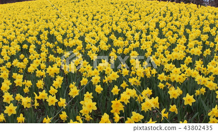 Flower garden spring 43802435