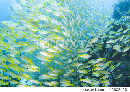 Flock of fennel feathers in the Andaman Sea 43802438