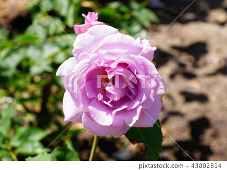 玫瑰之夜 玫瑰之夜 43802814