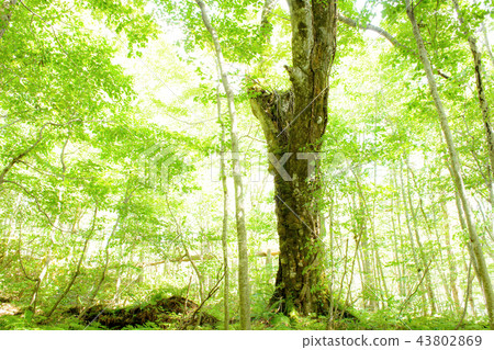 白神山的山毛櫸阿肯 43802869