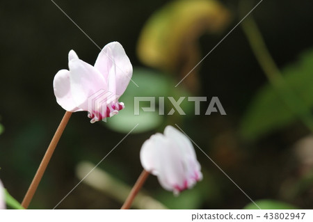 Cyclamene · hederifolium Cyclamene · hederifolium 43802947