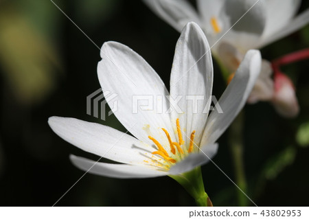 Thamas Dale 43802953