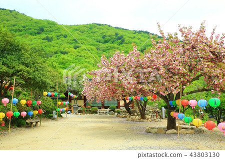 寺廟，寺廟，宗教，佛教，信仰，考慮，佛教形象，Sansa，太陽 43803130