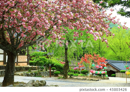 Temple, temple, religion, Buddhism, faith, consideration, Buddhist image, Sansa, Sun-am 43803426