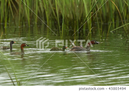 Creatures Birds Little grebes, a family with children, take a meal. Is it the mother who flies the fish? Dad? 43803494