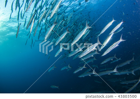 A group of Blackfin Barracuda A group of Blackfin Barracuda 43803500