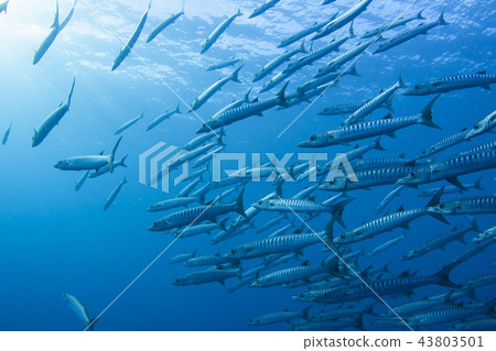 A group of Blackfin Barracuda A group of Blackfin Barracuda 43803501