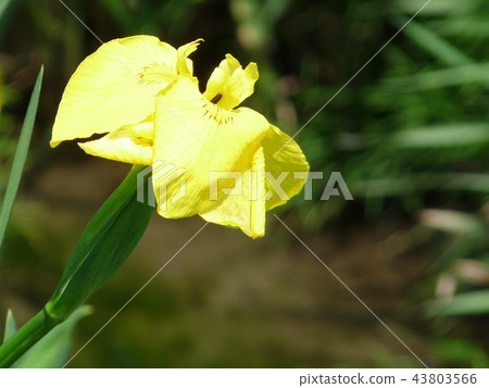 虹膜花瓣 43803566