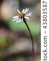 Okinawa Agikuu endangered II (VU) 43803587