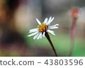 Okinawa Agikuu endangered II (VU) 43803596