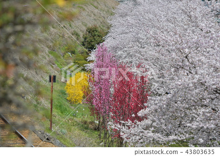 在群馬縣的鐵路旁邊的花景觀 43803635