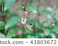 Flower of Taiwan Totogis-Endangered species IA (CR) 43803672