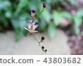 Flower of Taiwan Totogis-Endangered species IA (CR) 43803682