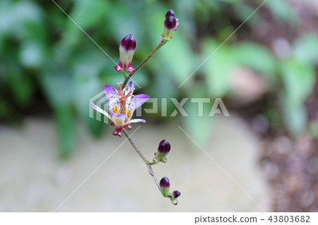 Flower of Taiwan Totogis-Endangered species IA (CR) 43803682