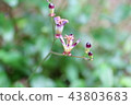 Flower of Taiwan Totogis-Endangered species IA (CR) 43803683