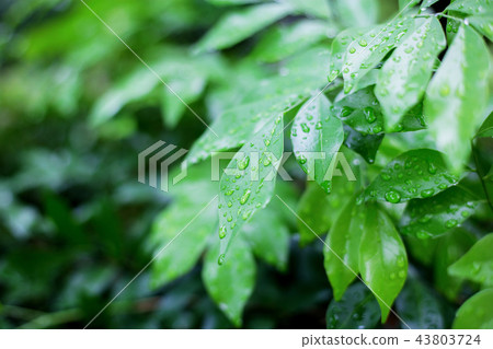 Leaves tree in the spring. 43803724