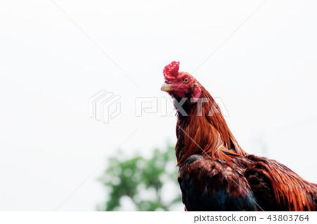 Chicken with the sky. Chicken with the sky. 43803764