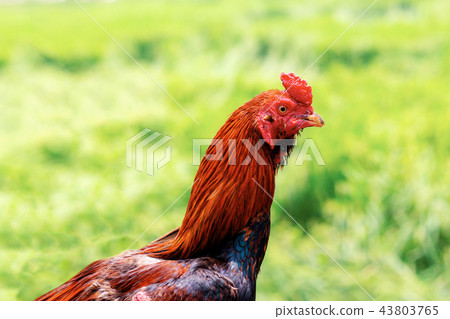 Chicken in farm. 43803765