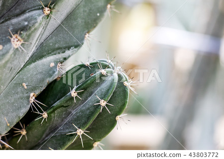 Cactus of spike in tropical. 43803772
