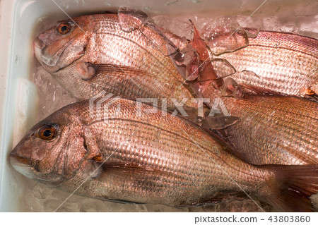 Among the foodies, the flesh of the lips and the cheekbones of the breasts and the base of the chest fins are welcomed 43803860