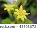 Kibananohototogis flower-Endangered II (VU) 43803872