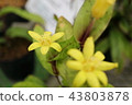 Kibananohototogis flower-Endangered II (VU) 43803878