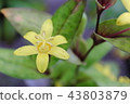 Kibananohototogis flower-Endangered II (VU) 43803879