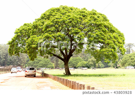 Tourists car relaxing in shadow of big tree in Siem Reap Cambodia. 43803928