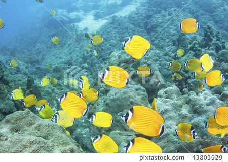 Flock of butterfly butterflyfish in Koh Tao 43803929